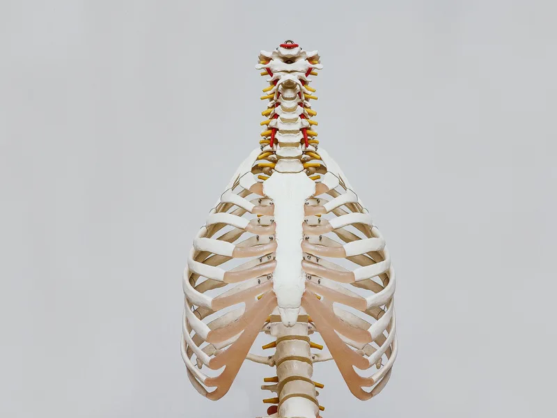 How X-Rays works at Camel City Chiropractic
